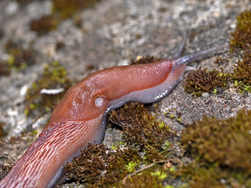 Un Limax cf dacampi dai Piani di Praglia (Genova)